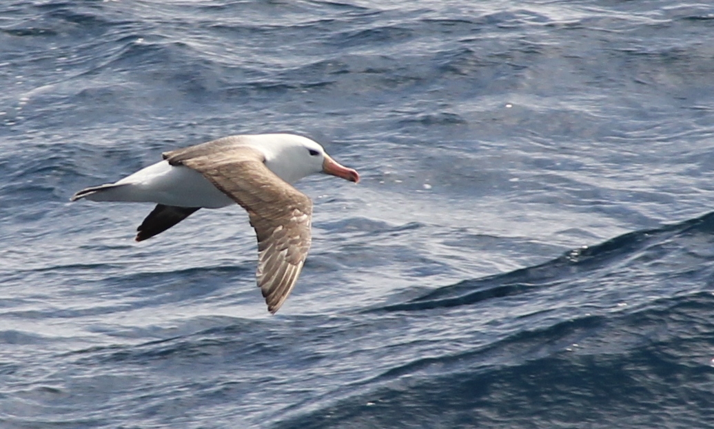 Black browed albatross in the Southern Ocean