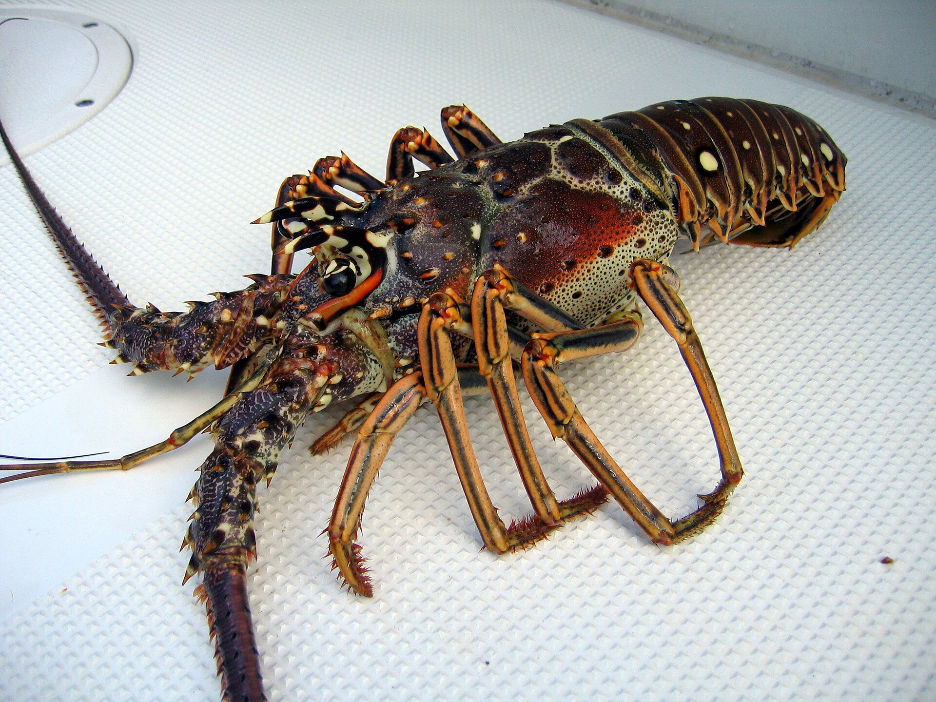  Oringinal image - Douglas Whitaker at en.wikipedia (Under Commons Licence)