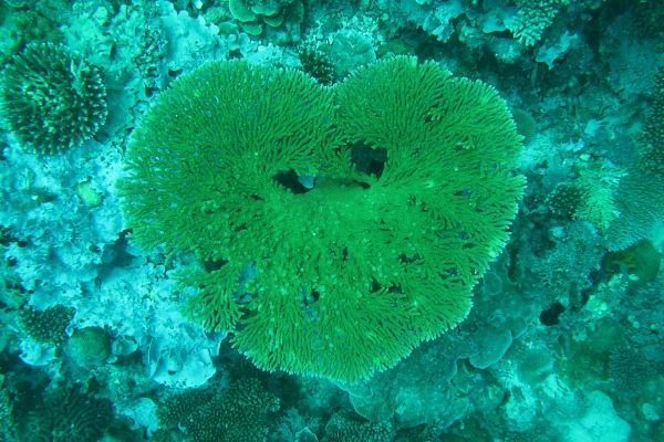 Image by simone saponetto from Pixabay