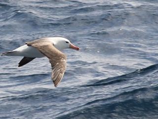 Black browed albatross in the Southern Ocean