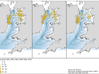 Cod egg counts from various surverys in the Irish Sea.
