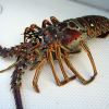  Oringinal image - Douglas Whitaker at en.wikipedia (Under Commons Licence)